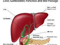 LIver, gallbladder, duodenum and pancreas