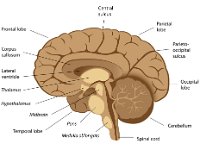 Median Section of the Brain