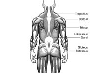 Anatomy Muscles Back  Anatomy Muscles Back.JPG