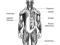 Anatomy Muscles Front  Anatomy Muscles Front.JPG