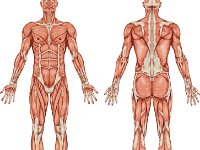 Muscular system anatomy male