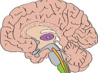Nervous System, sagittal view of brain (diencephalon and brain stem)