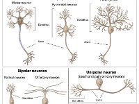 Neurons