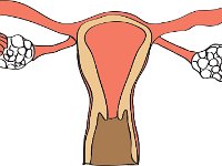 Reproductive System, female frontal view