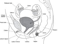 Female reproductive labeled  Female reproductive labeled.jpg