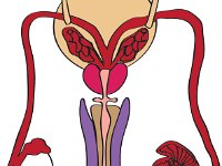 Reproductive System, male frontal view