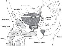 Male Reproductive labeled  Male Reproductive labeled.jpg