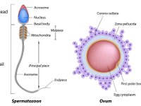 Reproductive System, spermatozoon, ovum
