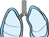 Respiratory System, pleural cavity