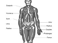 Skeletal System, front view with labels  Skeleton Front.JPG