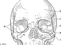 Skeletal System, frontal skull with labels