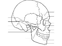 Lateral Skull_no label