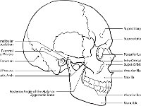 Lateral Skull