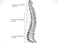 Skeletal System, spinal segments and roots