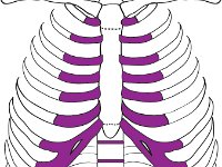 Skeletal System, sternum, clavicle, ribs