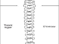 Anterior Vertebral Column
