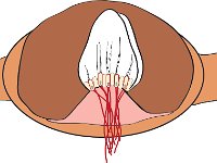 Special Senses, cupula (semicircular canals)