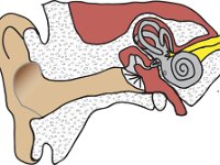 Special Senses, ear anatomy (hearing)