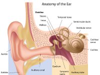 Special Senses, ear anatomy with labels