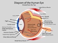 Special Senses, human eye with labels