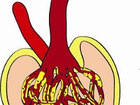 Urinary system, glomerular capsule
