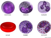 blood Cells
