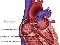 cardiac Conduction