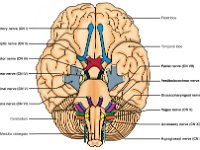cranial Nerves_Label2