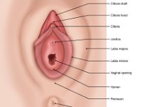female reproductive system - vulva