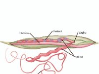 Ascaris Female  nematode, parasite, intestine, ovaduct, vagina, uterus, ovary : nematode, parasite, intestine, ovaduct, vagina, uterus, ovary