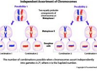 Independent Assortment of Chromosomes  chromosomes	assortment, combinations, possibility, independently, gametes : chromosomes, assortment, combinations, possibility, independently, gametes