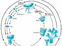 Cnidaria Life Cycle  anthoza, polyp, scyphozoa, medusa, hydrozoa, planula, ephyra, scyphistoma, sexual, asexual, repoduction : anthoza, polyp, scyphozoa, medusa, hydrozoa, planula, ephyra, scyphistoma, sexual, asexual, repoduction