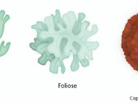 Lichen Body Types  fruticose, foliose, crustos : fruticose, foliose, crustos