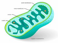 Mitochondrion : mitochondrian, matrix, outer membrane, inner membrane