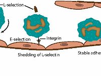 Leukocyte Rolling, Adhesion,a nd Extravasation  leukocyte, rolling, adhesion, extravasation, leukocyte migration, acute imflammatory response, L-selectin, diapedesis, integrin, Sialyl-Lewis, E-selectin, blood vessel wall : leukocyte, rolling, adhesion, extravasation, leukocyte migration, acute imflammatory response, L-selectin, diapedesis, integrin, Sialyl-Lewis, E-selectin, blood vessel wall