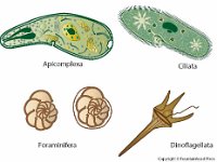 Alveolates  apicomplexa, ciliata, foraminifera, dinoflagellata, protists, alveoli : apicomplexa, ciliata, foraminifera, dinoflagellata, protists, alveoli
