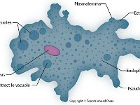 Amoeba 2  amoeba, plasmalemma, food vacuoles, ectoplasm, endoplasm, nucleus, contractile vacuole, endoplasm, pseudopodium, eukaryote : amoeba, plasmalemma, food vacuoles, ectoplasm, endoplasm, nucleus, contractile vacuole, endoplasm, pseudopodium, eukaryote