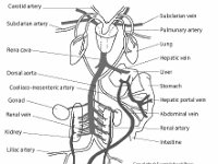 Anatomical Illustration of an Amphibian  anatomy, amphibian, carotid artery, subclarian artery, rena cava, dorsal aorta, coeliaco-mesenteric artery, gonad, renal vein, kidney, liliac artery, intestine, renal artery, abdominal vein, hepatic portal vein, stomach, liver, hepatic vein, lung, pulmonary artery, subclarian vein : anatomy, amphibian, carotid artery, subclarian artery, rena cava, dorsal aorta, coeliaco-mesenteric artery, gonad, renal vein, kidney, liliac artery, intestine, renal artery, abdominal vein, hepatic portal vein, stomach, liver, hepatic vein, lung, pulmonary artery, subclarian vein