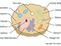 Animal Cell Diagram  animal cell, lysosome, vacuole, centrosome, cell membrane, nucleolous, nucleus, nuclear membrane, golgi body, smooth ER, ribosomes, cytoplasm, mitrochondrion, rough ER, endoplasmic reticulum : animal cell, lysosome, vacuole, centrosome, cell membrane, nucleolous, nucleus, nuclear membrane, golgi body, smooth ER, ribosomes, cytoplasm, mitrochondrion, rough ER, endoplasmic reticulum