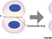 Animal Cell Cytokinesis  cytokinesis, animal cell, cleavage furrow, contractile ring, mitosis, meiosis : cytokinesis, animal cell, cleavage furrow, contractile ring, mitosis, meiosis
