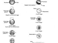 Animal Embryo Development  isolecithal egg, holoblastic cleavage, yolk, zygote, telocitchal egg, meroblastic cleavage, vegetal hemisphere, animal hemispehere, nucleus, blastodisc, cleavage, furrows, blastoderm, blastocoel : isolecithal egg, holoblastic cleavage, yolk, zygote, telocitchal egg, meroblastic cleavage, vegetal hemisphere, animal hemispehere, nucleus, blastodisc, cleavage, furrows, blastoderm, blastocoel