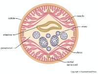 Ascaris Cross Section  nematode, cuticle, intestine, psuedocoel, muscle, ovary, uterus, ventral nerve cord, parasite : nematode, cuticle, intestine, psuedocoel, muscle, ovary, uterus, ventral nerve cord, parasite
