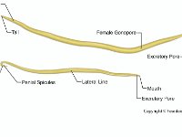 Ascaris External Anatomy: Male and Female  anus, nematode, parasite, female gonopore, excretory pore, mouth, cloaca, penial spicules, lateral line, excretory pore : anus, nematode, parasite, female gonopore, excretory pore, mouth, cloaca, penial spicules, lateral line, excretory pore