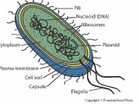 Bacteria Cell Diagram  pili, nucleoid, DNA, ribosomes, plasmid, flagella, capsule, cell wall, plasma membrane, cytoplasm, prokaryote : pili, nucleoid, DNA, ribosomes, plasmid, flagella, capsule, cell wall, plasma membrane, cytoplasm, prokaryote