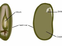 Bean Seed, Dicot  hilium, seed coat, embryo, cotyledon, dicot : hilium, seed coat, embryo, cotyledon, dicot