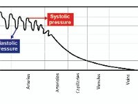 Blood Pressure Relationship to Blood Vessel Diameter