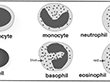 Types of Cells In the Blood  lympocyte, monocyte, neutrophil, red cell, basophil, eosinophil : immunology, lympocyte, monocyte, neutrophil, red cell, basophil, eosinophil