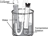 Cellular Respiration Experimental Design  water, fermentation solution, CO2 : water, fermentation solution, CO2