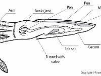 Cephalopoda: Labeled Diagram  arm, beak, jaw, pen, mantle, stomach, cecum, ink sac, funnel with valve : arm, beak, jaw, pen, mantle, stomach, cecum, ink sac, funnel with valve