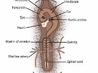 Chick Embryo Labeled Diagram: 48 Hours After Fertilization  midbrain, forebrain, hindbrain	eye, ear, aortic arches, heart, martin of amnion, somite, vitelline artery, spinal cord, fertilization, development : midbrain, forebrain, hindbrain, eye, ear, aortic arches, heart, martin of amnion, somite, vitelline artery, spinal cord, fertilization, development